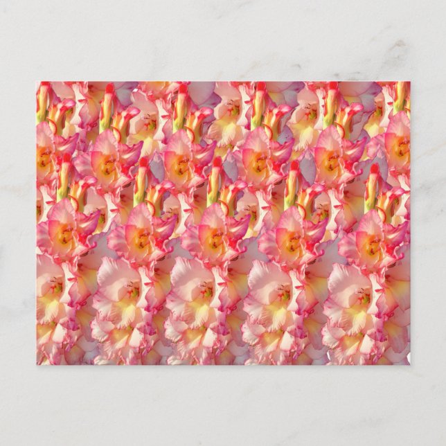 Postal Gladiolus rosado (Anverso)