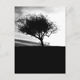 Postal Glastonbury Hawthorn. Árbol. Blanco y negro.