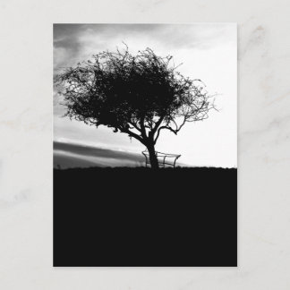 Postal Glastonbury Hawthorn. Árbol. Blanco y negro.