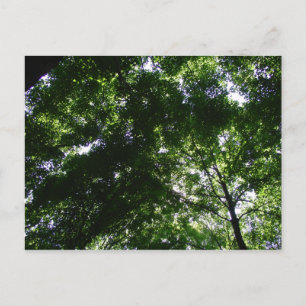 Postal Glen Helen Maple