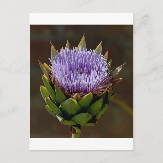 Postal Globe Artichoke, Cynara Cardunculus, en flor. (Anverso)