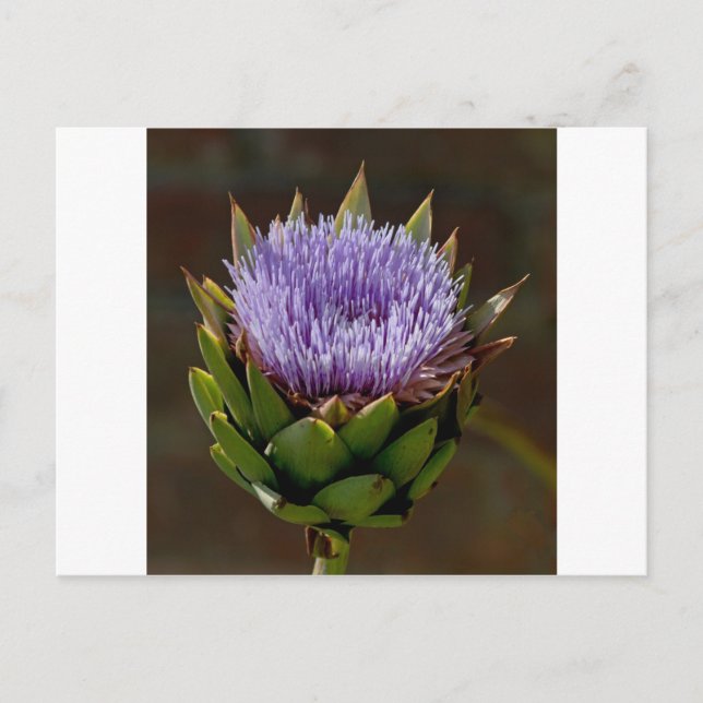 Postal Globe Artichoke, Cynara Cardunculus, en flor. (Anverso)