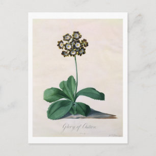 Postal Gloria de Chilton (gouache en vellum)
