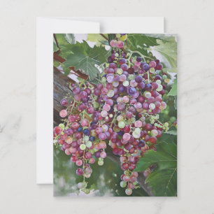 Postal Gloria de Grapevine — Arte de viñedo hiperrealista