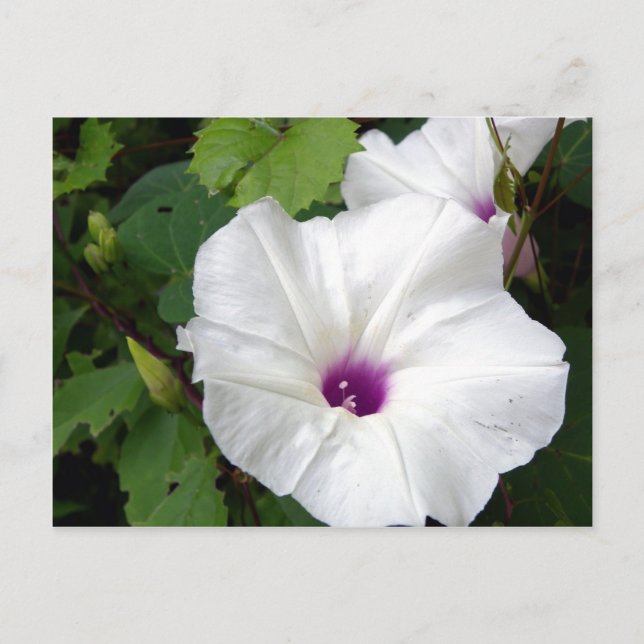 Postal Gloria de la eternidad salvaje-2010 (Anverso)