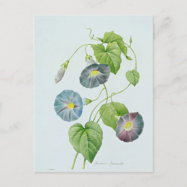 Postal Gloria de la Mañana (Anverso)