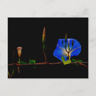 Postal gloria de la mañana azul