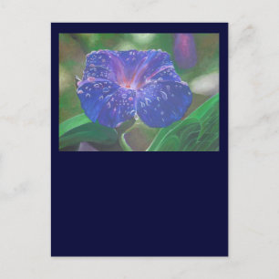 Postal Gloria de la Mañana (Ipomoea Purpurea) Pétalos y R