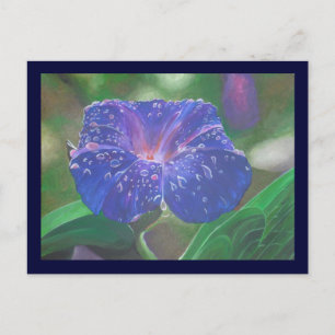 Postal Gloria de la Mañana (Ipomoea Purpurea) Pétalos y R