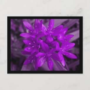 Postal Gloria De La Postcarta Morada De Nieve