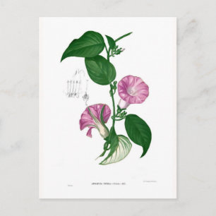 Postal Gloria matutina (Argyreia sp.)