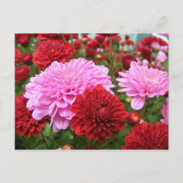 Postal Gloria pacífica de la mañana