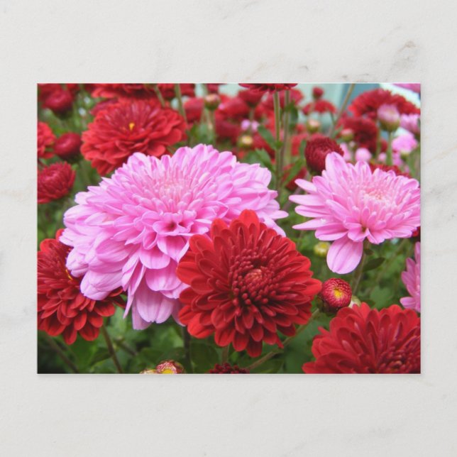 Postal Gloria pacífica de la mañana (Anverso)