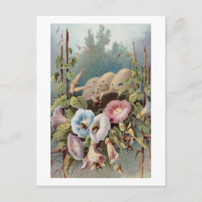 Postal Glorias de la mañana (Anverso)