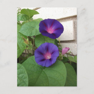 Postal Glorias de la Mañana Purpúreas Trepando por Pared 