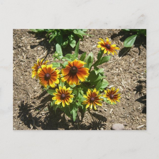 Postal Gloriosa Daisy Postcard (Anverso)