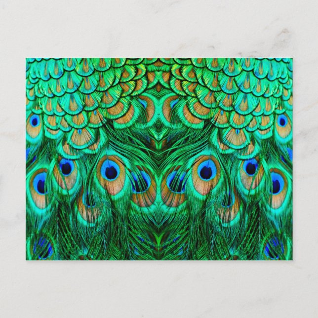 Postal Gloriosas plumas de pavo real (Anverso)