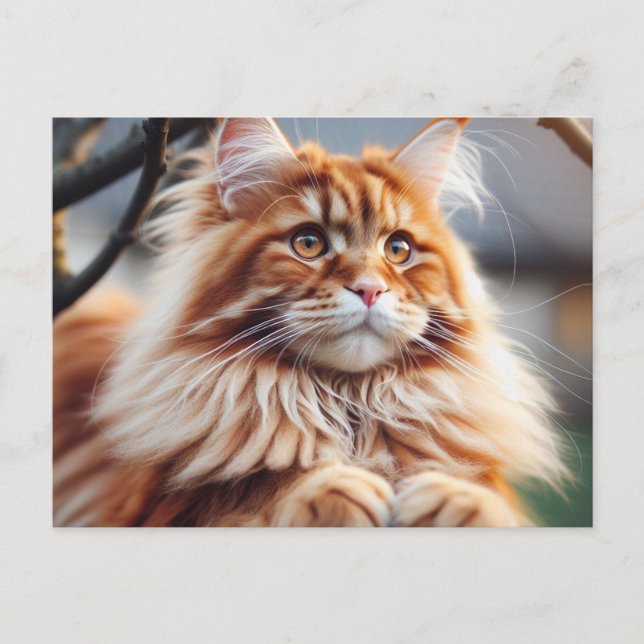 Postal Glorioso Maine Coon (Anverso)