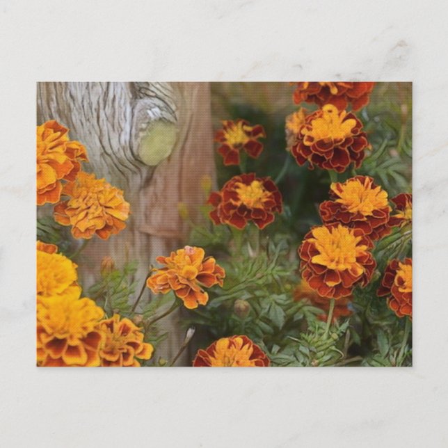 Postal Gloriosos Marigolds (Anverso)