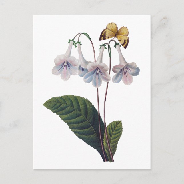 Postal Gloxinia por Pierre Joseph Redoute (Anverso)