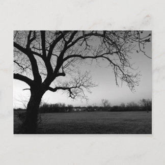 Postal Gnarled del árbol