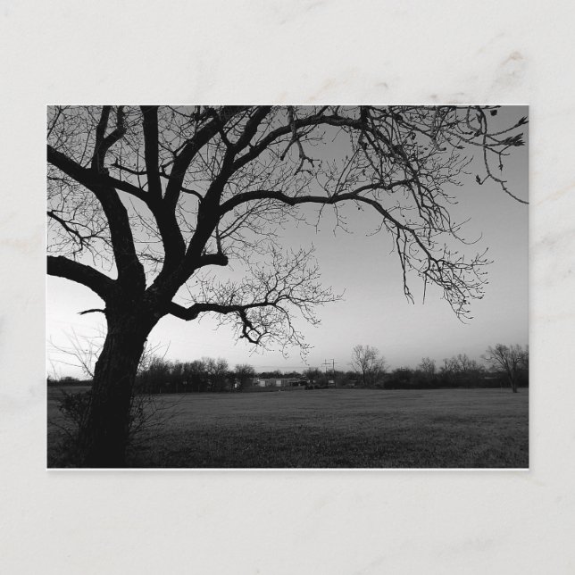 Postal Gnarled del árbol (Anverso)