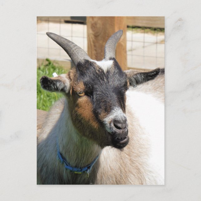 POSTAL GOAT (Anverso)