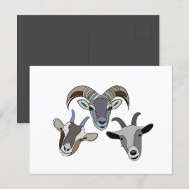 Postal Goat Animal Funny Goat
