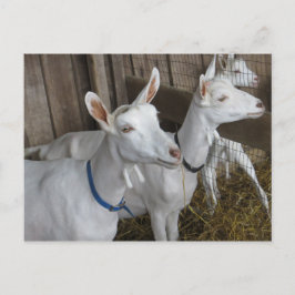 Postal Goat Trio