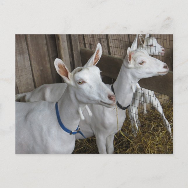 Postal Goat Trio (Anverso)