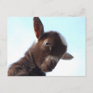 Postal Goatzilla