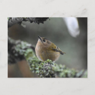 Postal Goldcrest
