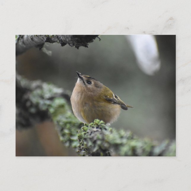 Postal Goldcrest (Anverso)
