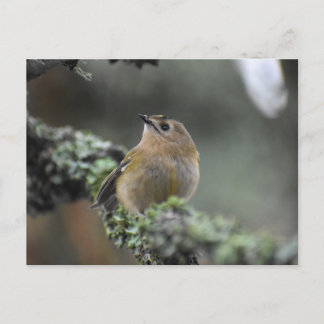 Postal Goldcrest
