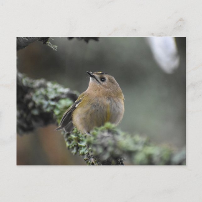 Postal Goldcrest (Anverso)