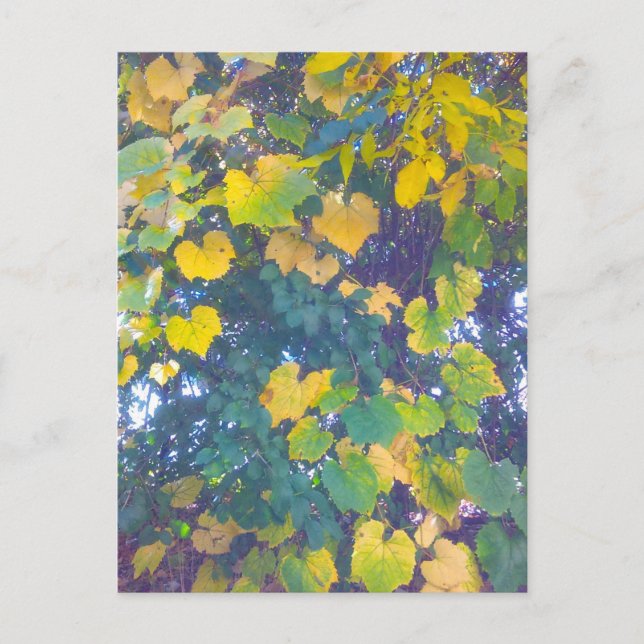 POSTAL GOLDEN CERRAR (Anverso)