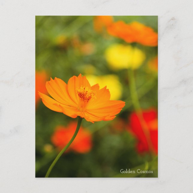 Postal Golden Cosmos・Postcard (Anverso)