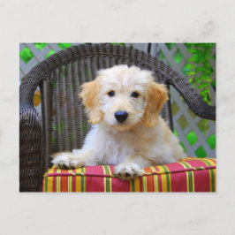 Postal Golden Doodle Puppy