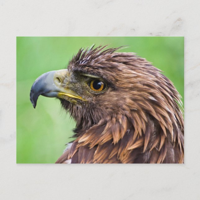 Postal Golden Eagle Closeup (Anverso)