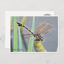 Postal Golden Flangetail