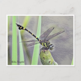 Postal Golden Flangetail