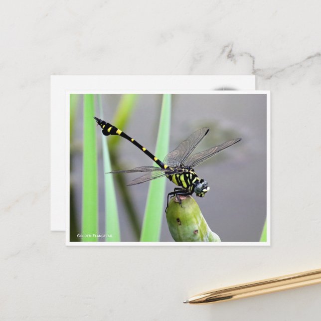 Postal Golden Flangetail ポストカード (Anverso/Reverso In Situ)