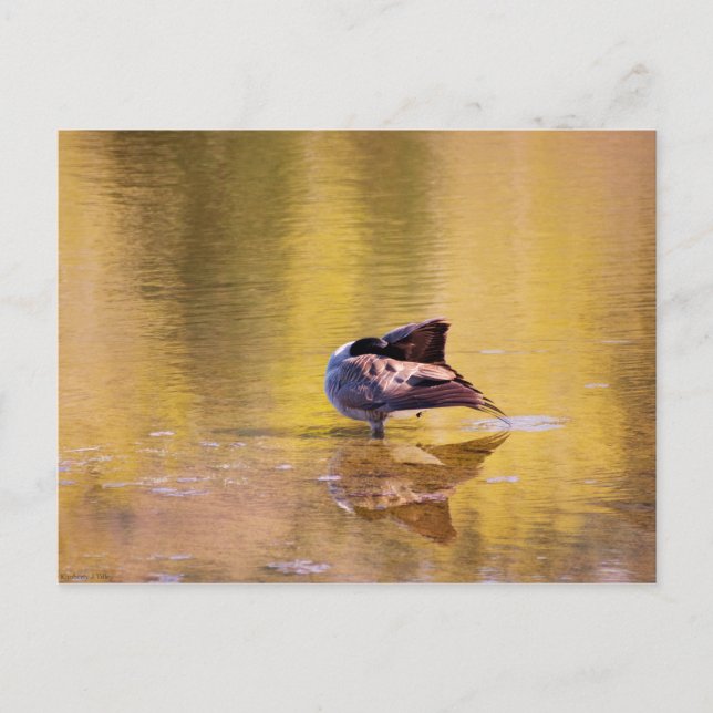 Postal Golden Goose (Anverso)