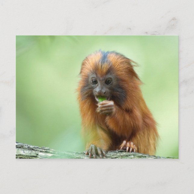 Postal Golden Head Youngster (Anverso)