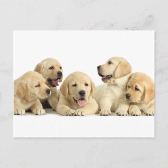 Postal Golden Labrador Puppy Pile (Anverso)