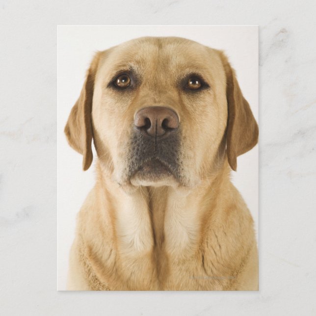 Postal Golden Labrador Retriever (Canis familiaris). (Anverso)