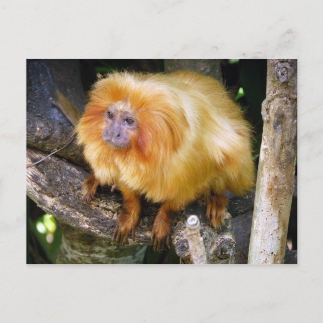 Postal Golden Lion Tamarin (Anverso)