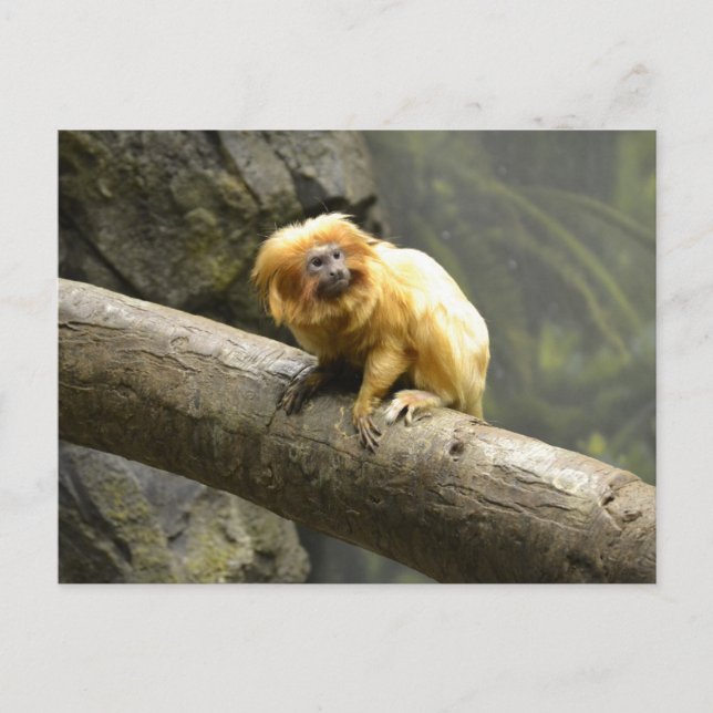 Postal Golden Lion Tamarin (Anverso)