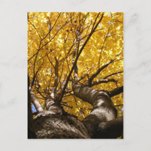 Postal Golden Maple ~ postcard
