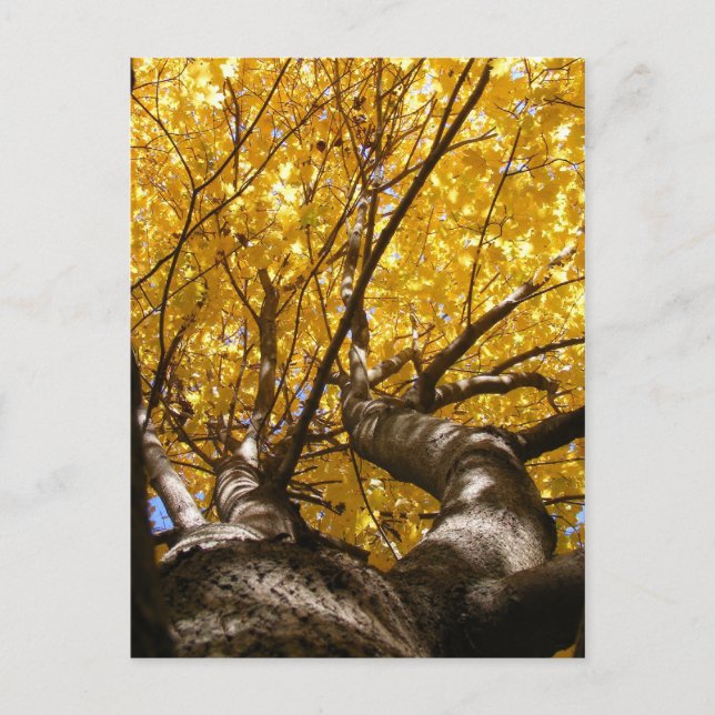 Postal Golden Maple ~ postcard (Anverso)